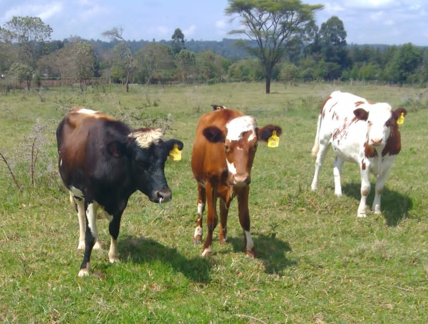 Dairy Cows
