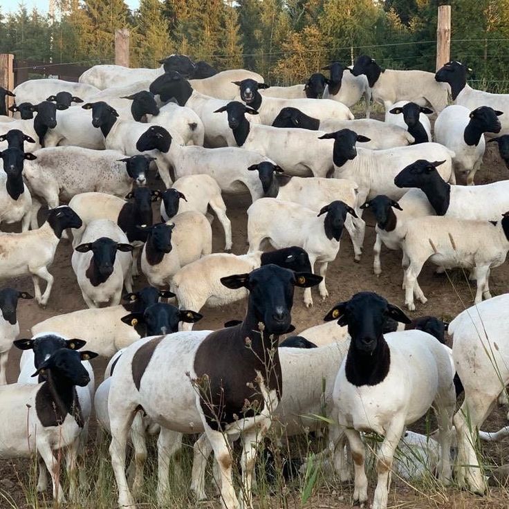 Dorper Sheep