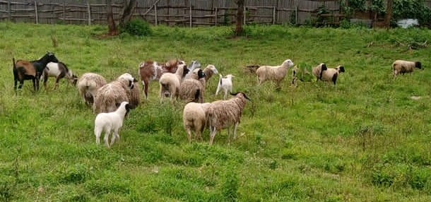 Sheep Farming